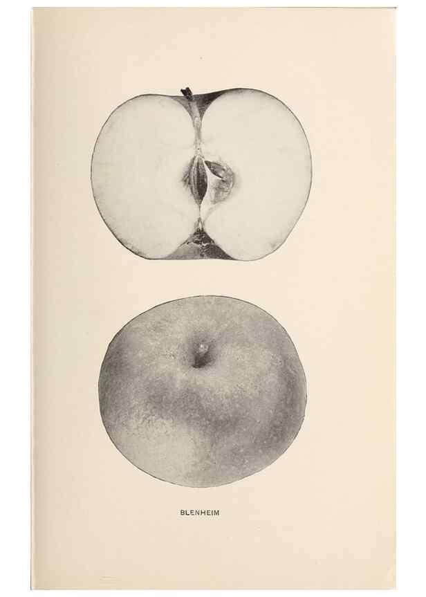 Reproducción/Reproduction 42281106671: The apples of New York /. Albany :J.B. Lyon,1905.. 