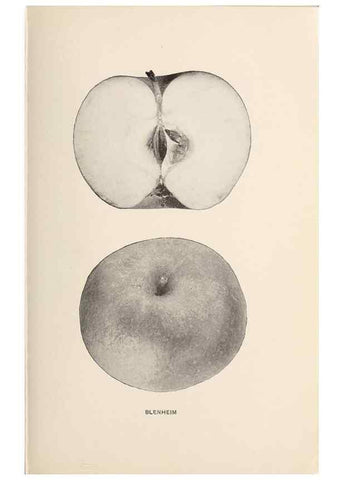 Reproducción/Reproduction 42281106671: The apples of New York /. Albany :J.B. Lyon,1905.. 