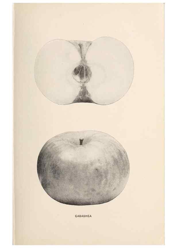 Reproducción/Reproduction 28408149408: The apples of New York /. Albany :J.B. Lyon,1905.. 