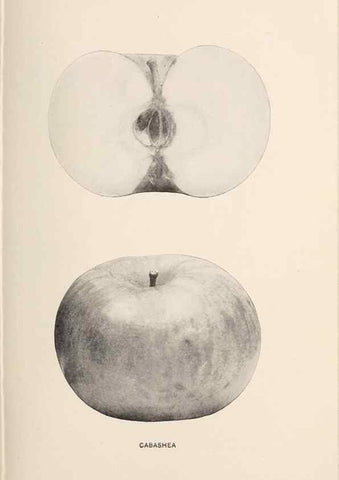 Reproducción/Reproduction 28408149408: The apples of New York /. Albany :J.B. Lyon,1905.. 