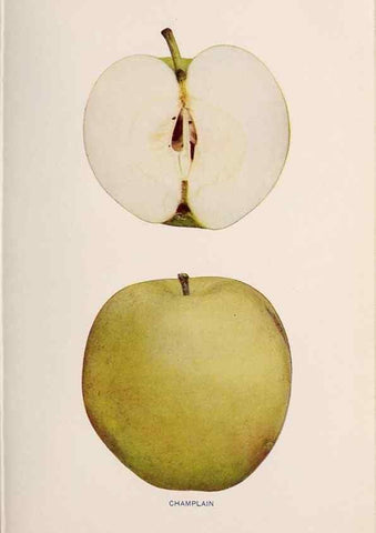 Reproducción/Reproduction 28408151658: The apples of New York /. Albany :J.B. Lyon,1905.. 