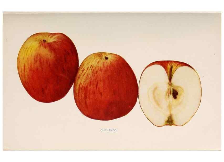 Reproducción/Reproduction 40474369900: The apples of New York /. Albany :J.B. Lyon,1905.. 