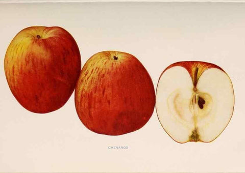 Reproducción/Reproduction 40474369900: The apples of New York /. Albany :J.B. Lyon,1905.. 