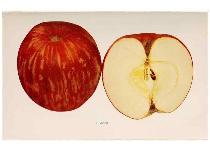Reproducción/Reproduction 27410607417: The apples of New York /. Albany :J.B. Lyon,1905.. 