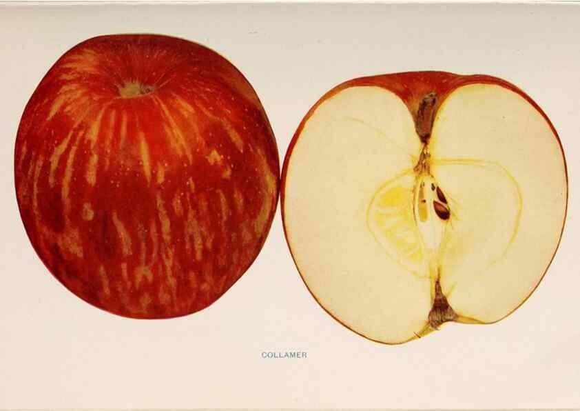 Reproducción/Reproduction 27410607417: The apples of New York /. Albany :J.B. Lyon,1905.. 