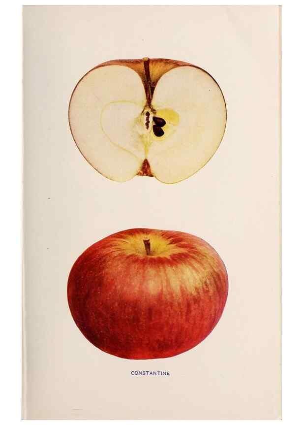 Reproducción/Reproduction 40474375780: The apples of New York /. Albany :J.B. Lyon,1905.. 
