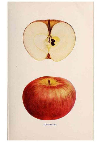 Reproducción/Reproduction 40474375780: The apples of New York /. Albany :J.B. Lyon,1905.. 