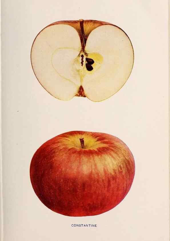 Reproducción/Reproduction 40474375780: The apples of New York /. Albany :J.B. Lyon,1905.. 