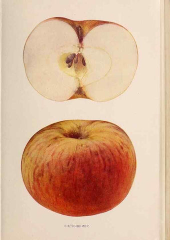 Reproducción/Reproduction 28408144238: The apples of New York /. Albany :J.B. Lyon,1905.. 
