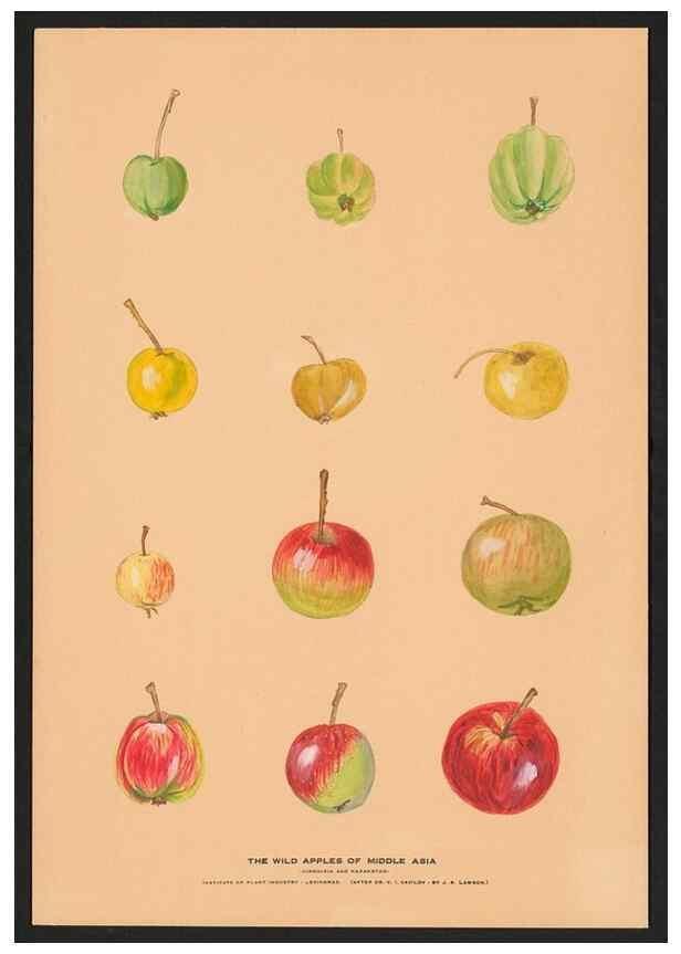Reproducción/Reproduction 40472228890: Paintings of wild apples and wild pears collected by Russian botanists.. [Russia],. 
