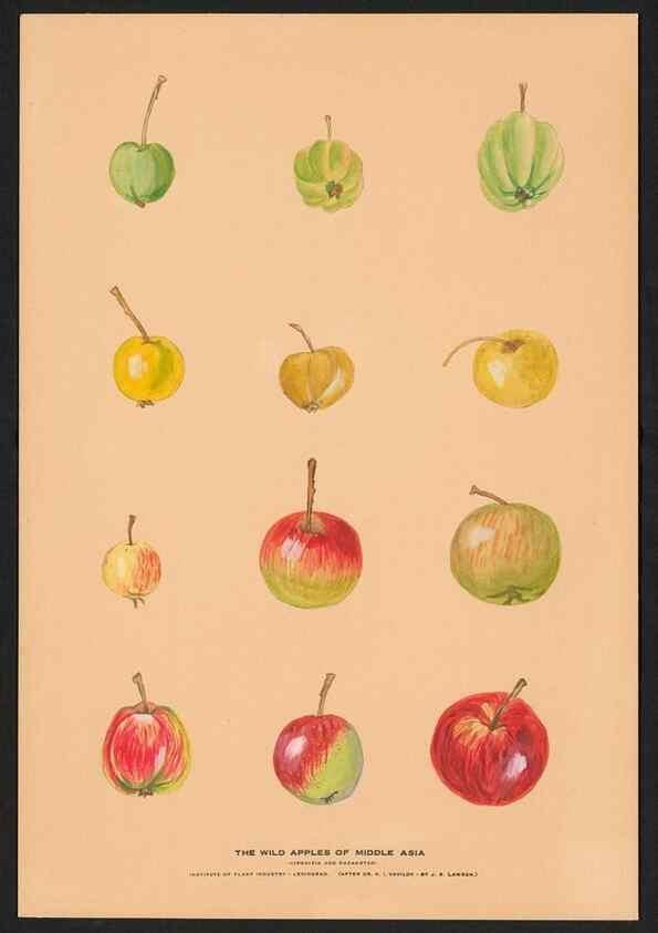 Reproducción/Reproduction 40472228890: Paintings of wild apples and wild pears collected by Russian botanists.. [Russia],. 