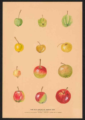 Reproducción/Reproduction 40472228890: Paintings of wild apples and wild pears collected by Russian botanists.. [Russia],. 
