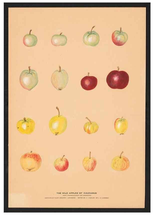 Reproducción/Reproduction 42279208511: Paintings of wild apples and wild pears collected by Russian botanists.. [Russia],. 