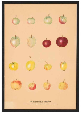 Reproducción/Reproduction 42279208511: Paintings of wild apples and wild pears collected by Russian botanists.. [Russia],. 