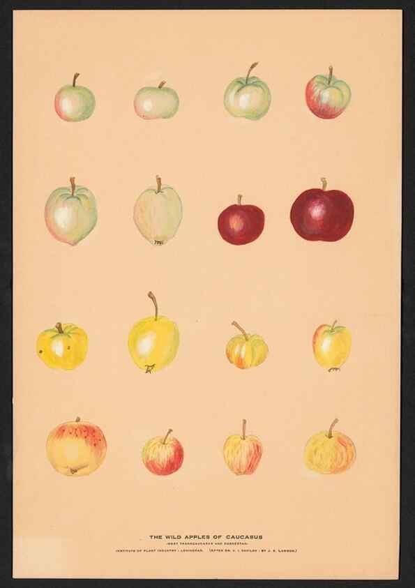 Reproducción/Reproduction 42279208511: Paintings of wild apples and wild pears collected by Russian botanists.. [Russia],. 