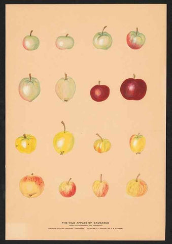 Reproducción/Reproduction 42279208511: Paintings of wild apples and wild pears collected by Russian botanists.. [Russia],. 