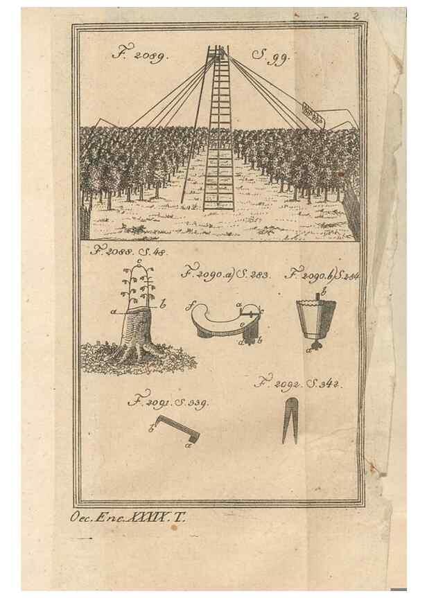 Reproducción/Reproduction 40472121230: Malus, Apfelbaum ; Birnbaum ; Kirsche.. BerlinJ. Pauli,1774?. 
