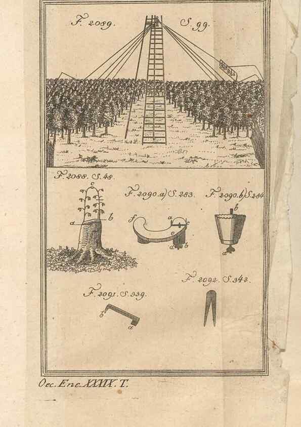 Reproducción/Reproduction 40472121230: Malus, Apfelbaum ; Birnbaum ; Kirsche.. BerlinJ. Pauli,1774?. 