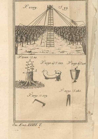 Reproducción/Reproduction 40472121230: Malus, Apfelbaum ; Birnbaum ; Kirsche.. BerlinJ. Pauli,1774?. 