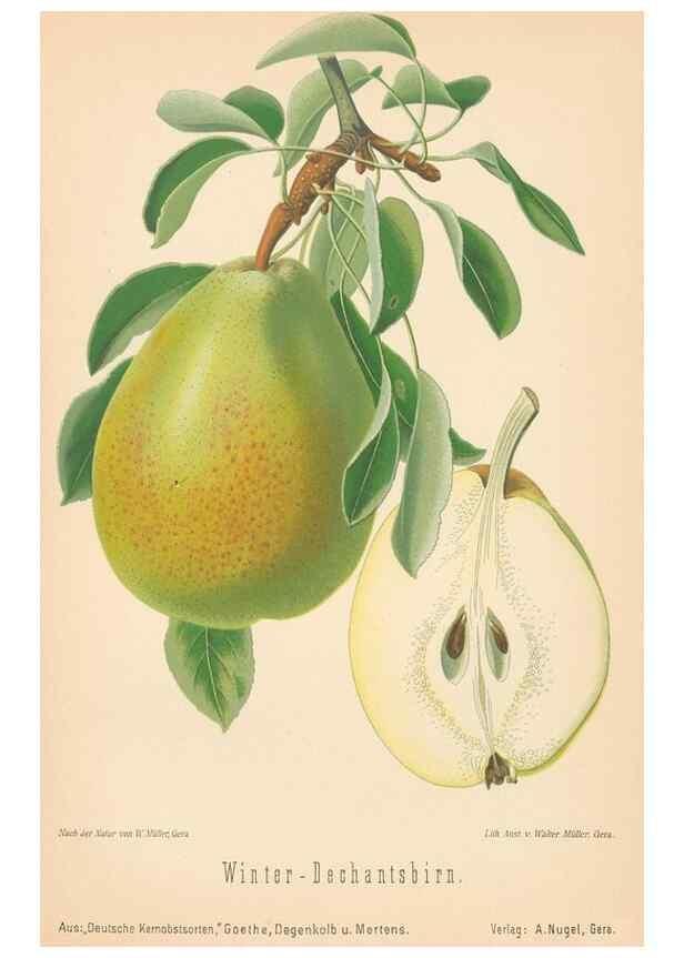 Reproducción/Reproduction 42216655962: Aepfel und Birnen,. Berlin,Paul Parey,1894.. 