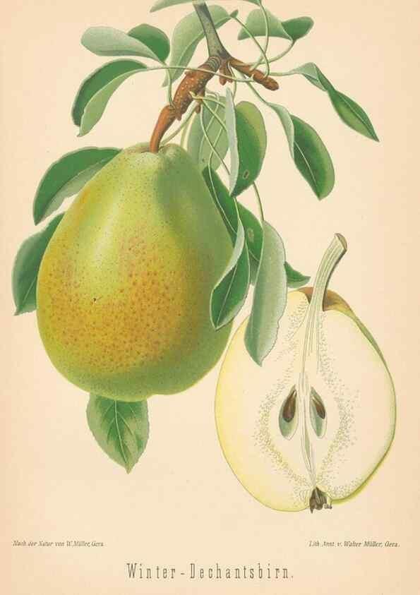 Reproducción/Reproduction 42216655962: Aepfel und Birnen,. Berlin,Paul Parey,1894.. 