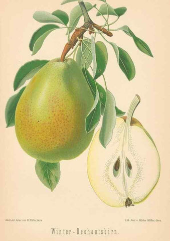 Reproducción/Reproduction 42216655962: Aepfel und Birnen,. Berlin,Paul Parey,1894.. 