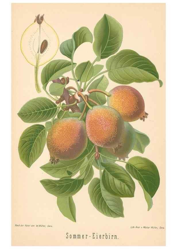 Reproducción/Reproduction 28389658838: Aepfel und Birnen,. Berlin,Paul Parey,1894.. 