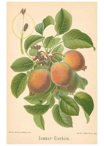 Reproducción/Reproduction 28389658838: Aepfel und Birnen,. Berlin,Paul Parey,1894.. 