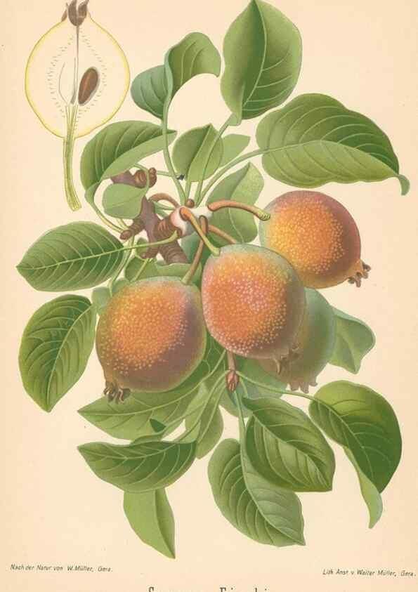 Reproducción/Reproduction 28389658838: Aepfel und Birnen,. Berlin,Paul Parey,1894.. 