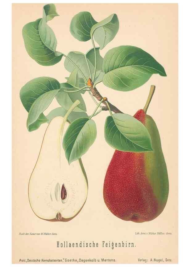 Reproducción/Reproduction 42263491341: Aepfel und Birnen,. Berlin,Paul Parey,1894.. 