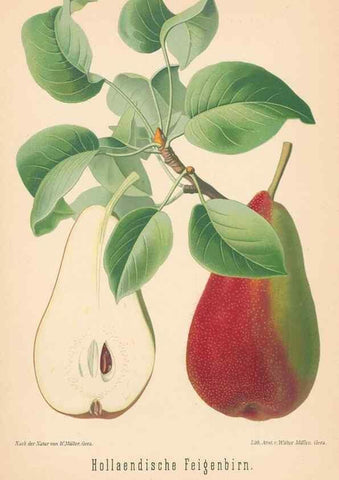 Reproducción/Reproduction 42263491341: Aepfel und Birnen,. Berlin,Paul Parey,1894.. 