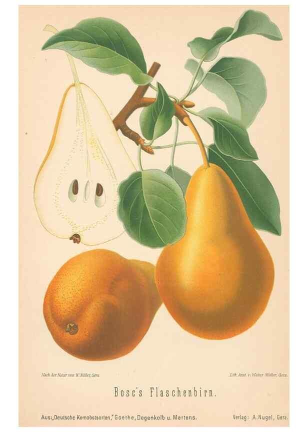 Reproducción/Reproduction 42216664392: Aepfel und Birnen,. Berlin,Paul Parey,1894.. 