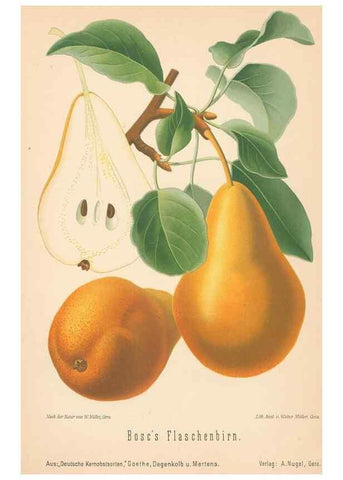 Reproducción/Reproduction 42216664392: Aepfel und Birnen,. Berlin,Paul Parey,1894.. 