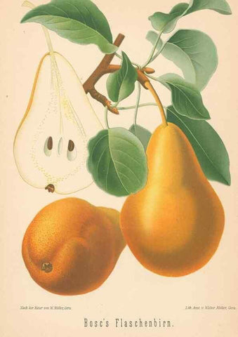 Reproducción/Reproduction 42216664392: Aepfel und Birnen,. Berlin,Paul Parey,1894.. 