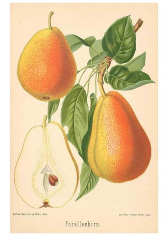 Reproducción/Reproduction 28389669528: Aepfel und Birnen,. Berlin,Paul Parey,1894.. 