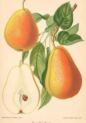 Reproducción/Reproduction 28389669528: Aepfel und Birnen,. Berlin,Paul Parey,1894.. 