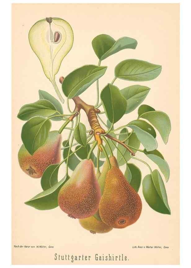 Reproducción/Reproduction 40456589190: Aepfel und Birnen,. Berlin,Paul Parey,1894.. 