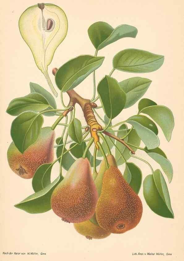 Reproducción/Reproduction 40456589190: Aepfel und Birnen,. Berlin,Paul Parey,1894.. 