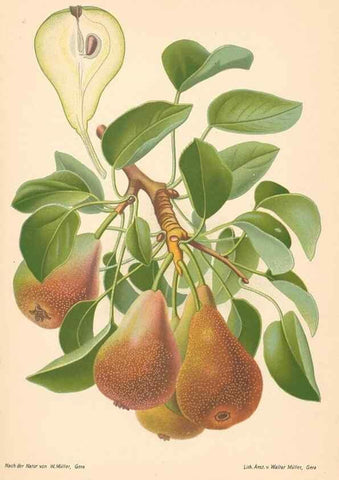 Reproducción/Reproduction 40456589190: Aepfel und Birnen,. Berlin,Paul Parey,1894.. 