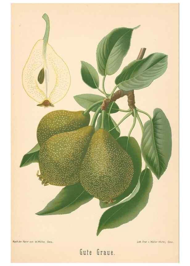 Reproducción/Reproduction 28389677108: Aepfel und Birnen,. Berlin,Paul Parey,1894.. 