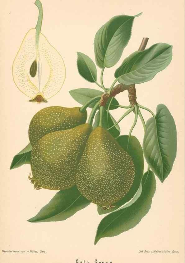 Reproducción/Reproduction 28389677108: Aepfel und Birnen,. Berlin,Paul Parey,1894.. 