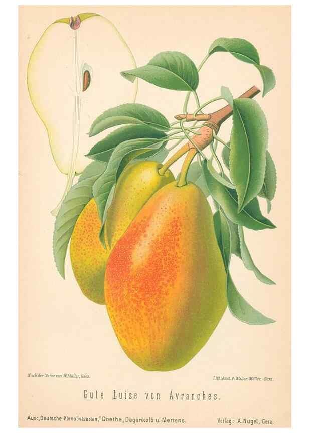 Reproducción/Reproduction 28389681208: Aepfel und Birnen,. Berlin,Paul Parey,1894.. 