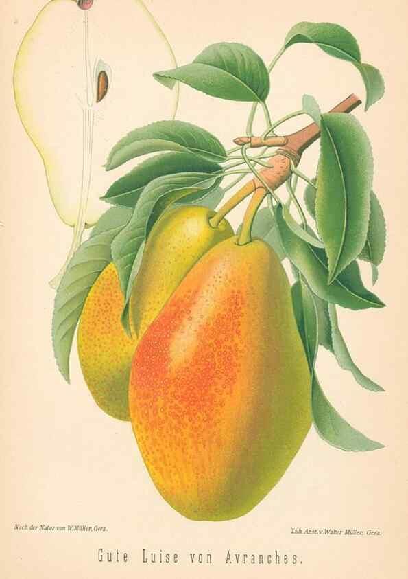 Reproducción/Reproduction 28389681208: Aepfel und Birnen,. Berlin,Paul Parey,1894.. 