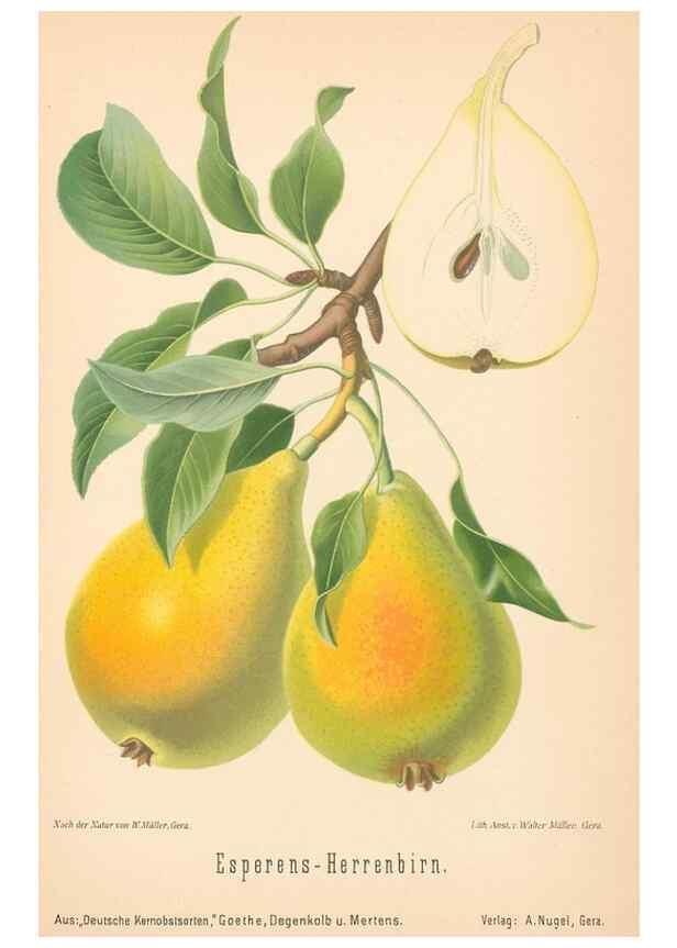 Reproducción/Reproduction 40456599750: Aepfel und Birnen,. Berlin,Paul Parey,1894.. 