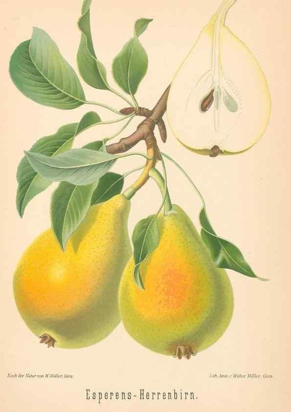 Reproducción/Reproduction 40456599750: Aepfel und Birnen,. Berlin,Paul Parey,1894.. 