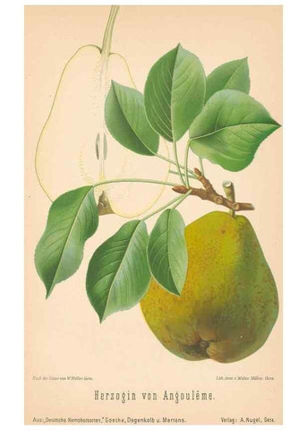 Reproducción/Reproduction 40456602940: Aepfel und Birnen,. Berlin,Paul Parey,1894.. 