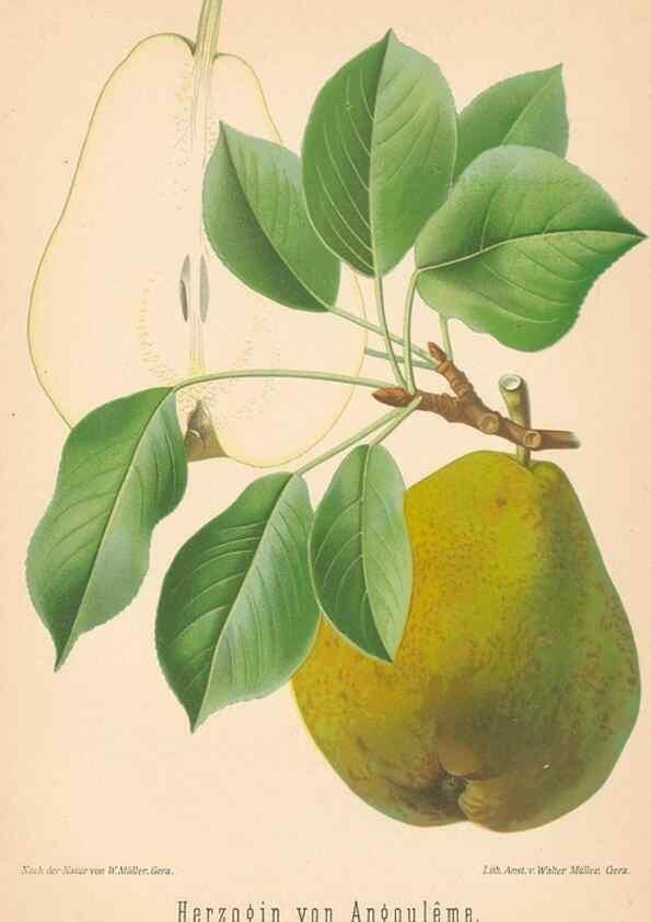 Reproducción/Reproduction 40456602940: Aepfel und Birnen,. Berlin,Paul Parey,1894.. 