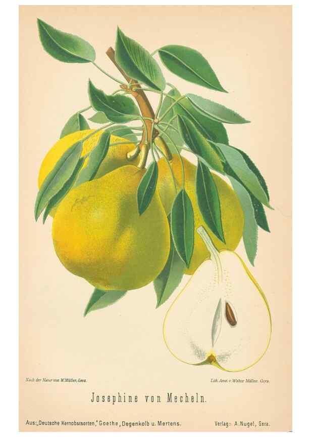 Reproducción/Reproduction 41361502745: Aepfel und Birnen,. Berlin,Paul Parey,1894.. 