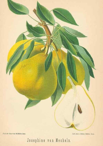 Reproducción/Reproduction 41361502745: Aepfel und Birnen,. Berlin,Paul Parey,1894.. 
