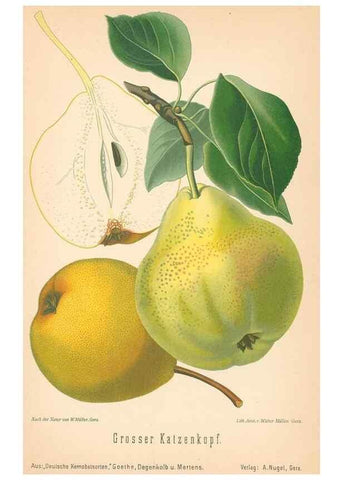 Reproducción/Reproduction 41361505625: Aepfel und Birnen,. Berlin,Paul Parey,1894.. 